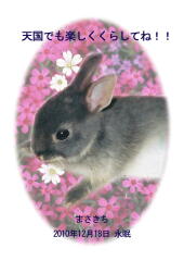 まさきちちゃんのメモリアル写真　ペット葬儀日：２０１０年１２月１９日　千葉県よりご依頼